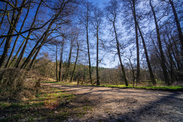 Forest view to the rural countryside in spring