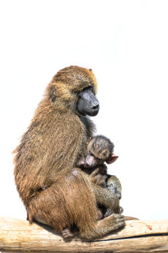 Female baboon holding her sleeping baby child isolated on white background