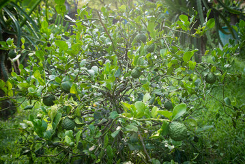 Bergamot and bergamot tree in garden