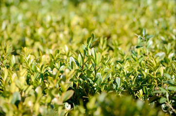 Boxwood leaves close up. Evergreen plant.