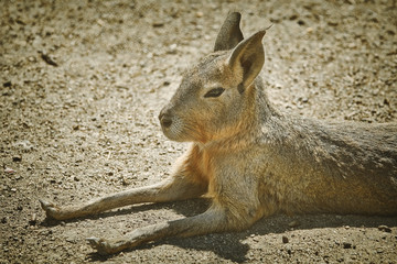 Portrait of Patagonian Mara