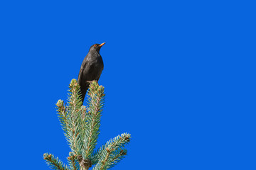 Blackbird on the Top of Tree
