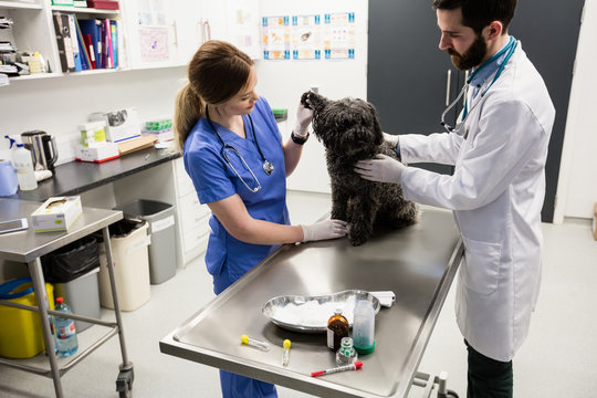 Vets examining dog