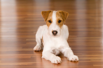 Parson Russel Terrier liegt im Wohnzimmer