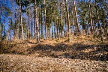 Forest view to the rural countryside in spring