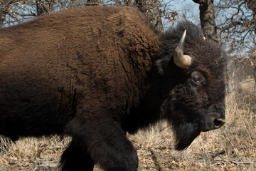 American Bison in the Wichita Mountains