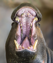 Close-up view of a roaring pygmy hippopotamus (Choeropsis liberiensis)