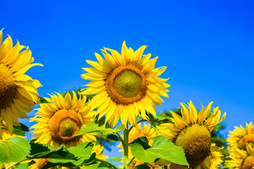 Fototapeta premium Sunflowers are blooming.