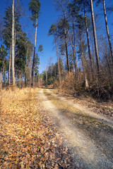 Forest view to the rural countryside in spring