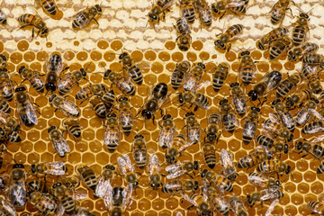 closeup of bees on honeycomb in apiary