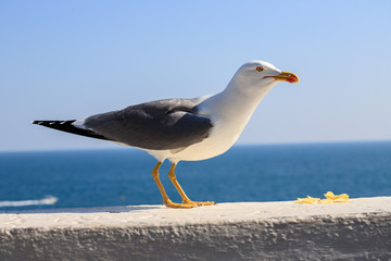 gabbiano