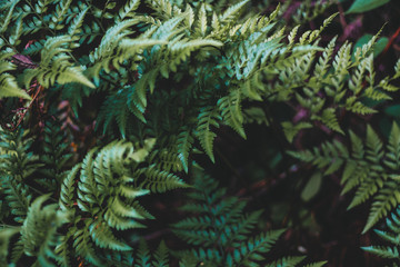 Naklejka na ściany i meble Close-up of Green Plant Leaf with Foliage Pattern Background