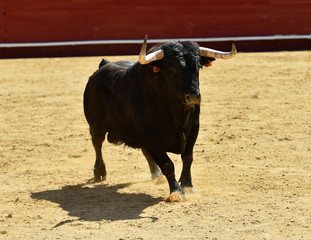 bull in bullring