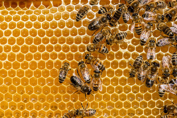 closeup of bees on honeycomb in apiary