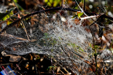 spider web covered by dew