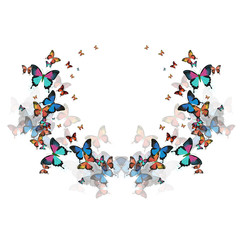 Vector butterflies on a white background.