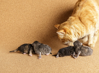 Newborn kitten. The fourth day with birth.