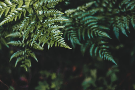 Close-up of Green Plant Leaf with Foliage Pattern Background