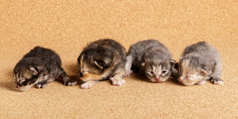 Newborn kitten. Seventh day from birth.