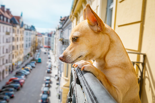nosy watching dog from balcony