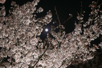 Light up of Cherry Blossom in Narashino City, Chiba Prefecture, Japan