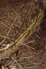 Fallen tree with tangled branches. 