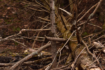 Fallen tree with tangled branches. 
