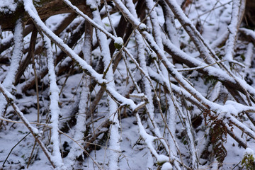 Fallen tree with tangled branches. 