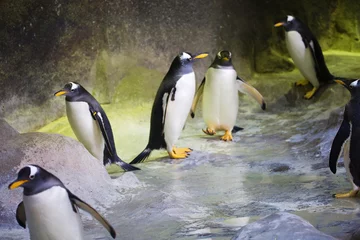 Poster  Пингвин.  Этот вид пингвинов отличается белым пятном из перьев возле глаз. © galina_savina