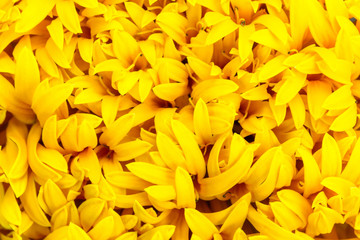 Marigold flowers are bright.