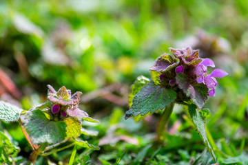 Lamium purpureum