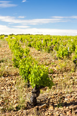 vineyards near Chateauneuf-du-Pape, France