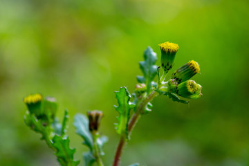 Senecio vulgaris