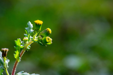 Senecio vulgaris