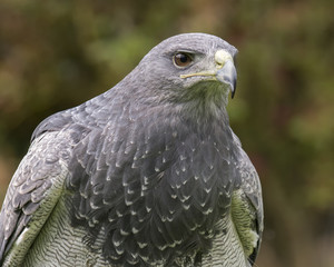 Chilean Blue Eagle