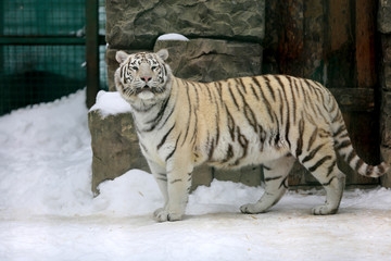 tiger in zoo
