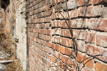 Background of a brick wall and branches of a bush in the spring