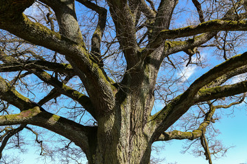 Obraz premium Centuries old oak branches