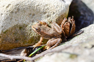 The frog lake lurks among the rocks and basks in the sun