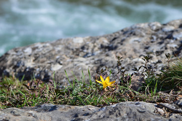 A lone flower of crocus on the edge of a cliff in the background of a river