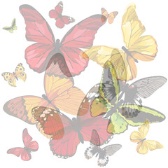 decorative pattern of translucent multicolored butterflies