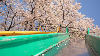 桜と滑り台