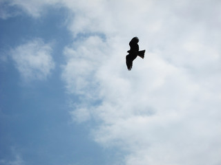 大空を羽ばたく鳥