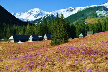 Krokus spiski w Dolinie Chochołowskiej © bnorbert3