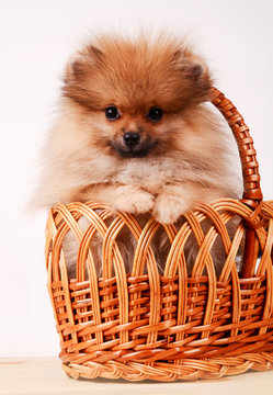 Fluffy puppy in a basket, Pomeranian