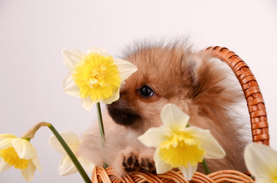 Funny puppy sniffs a flower, a dog in a basket with flowers, pomeranian