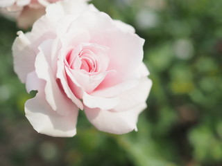 きれいな薄ピンクのバラ