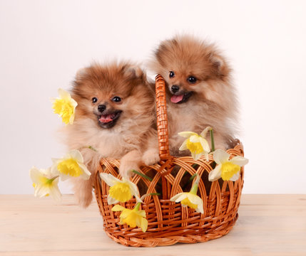 Puppies in a basket, funny bouquet of daffodils and dogs