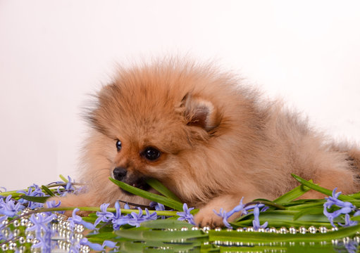 Gentle little puppy tries a flower with a tongue