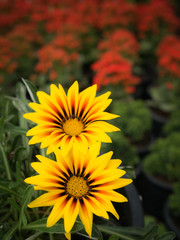 Yellow Striped Red Gazania Flowers
